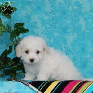 Jeff, Maltipoo Puppy